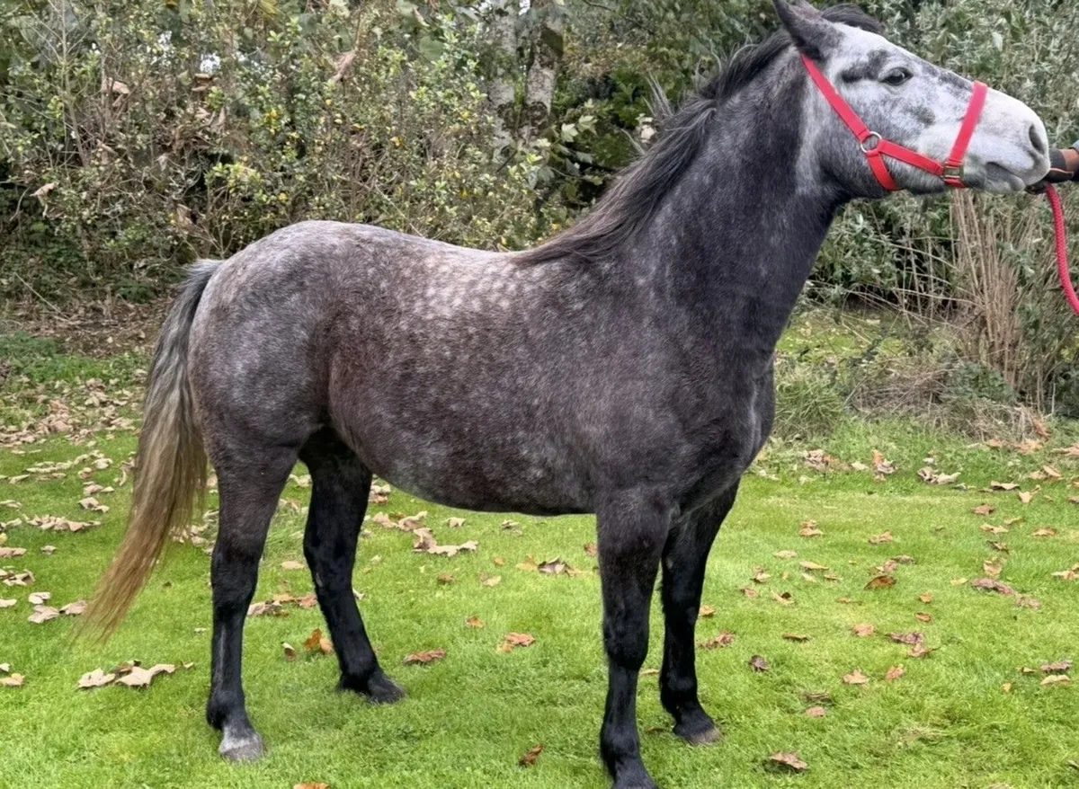 Class 1 Connemara Filly - Image 1