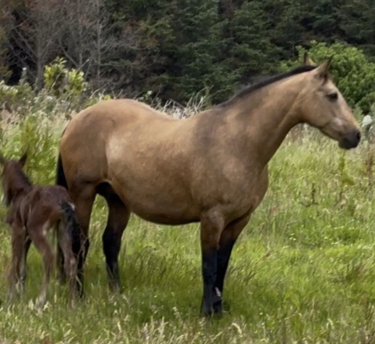 Class 1 Connemara Filly - Image 2