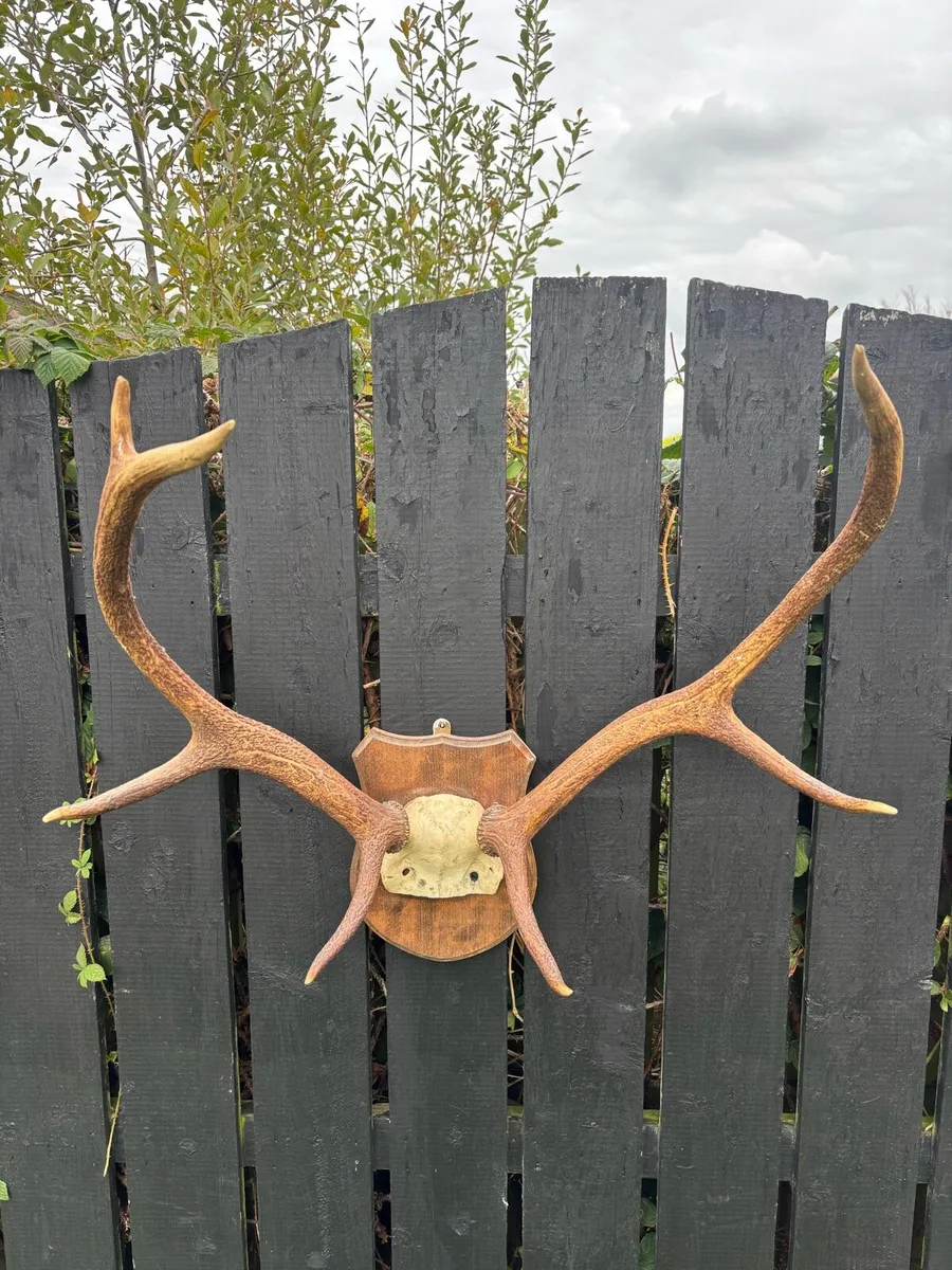 Vintage Red deer stag antlers - Image 1
