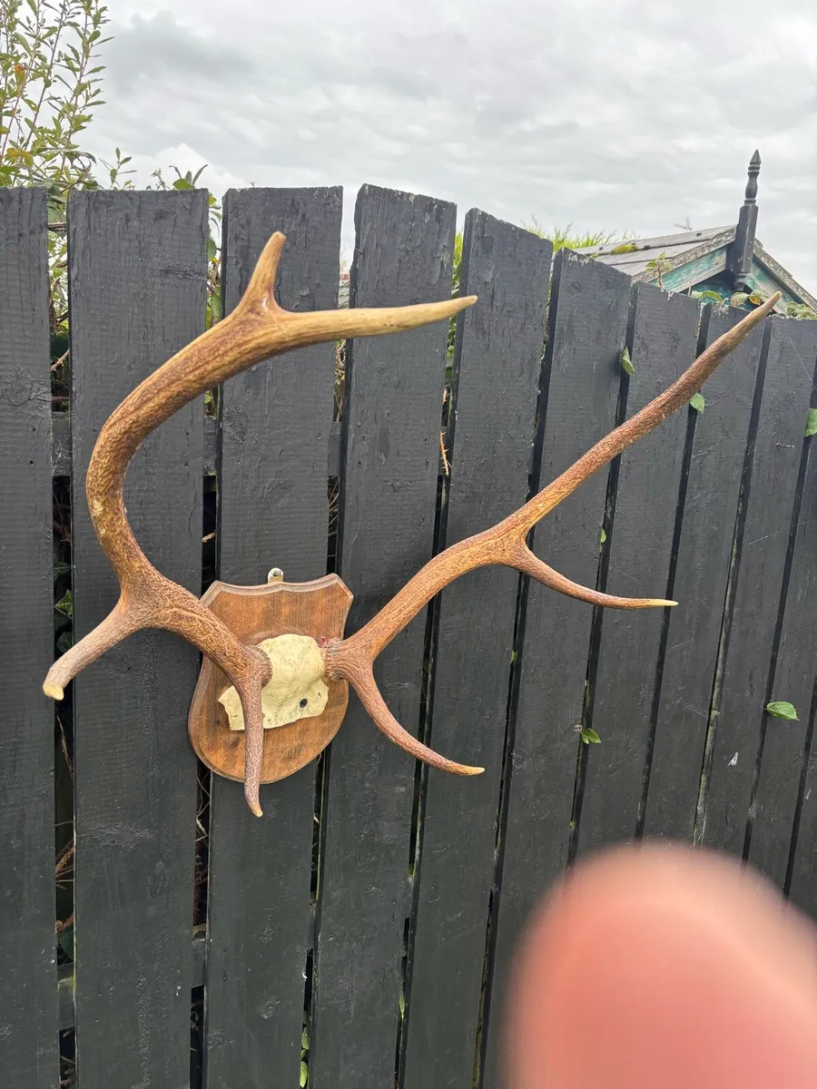 Vintage Red deer stag antlers - Image 3