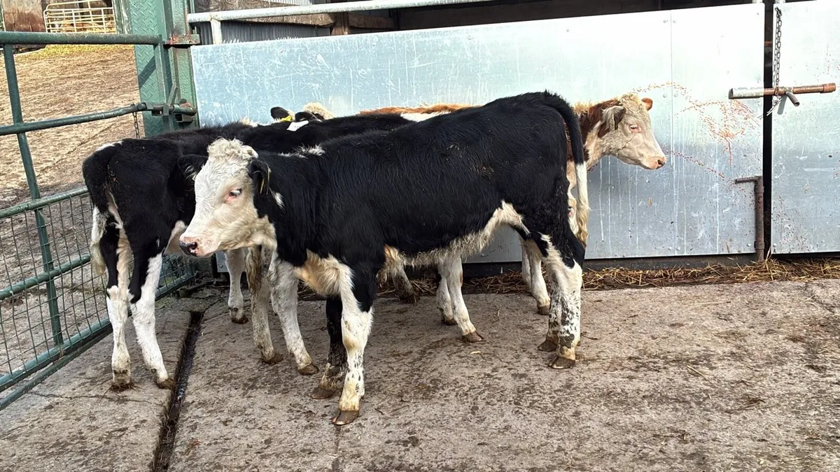 4 super Hereford weanling heifers - Image 1