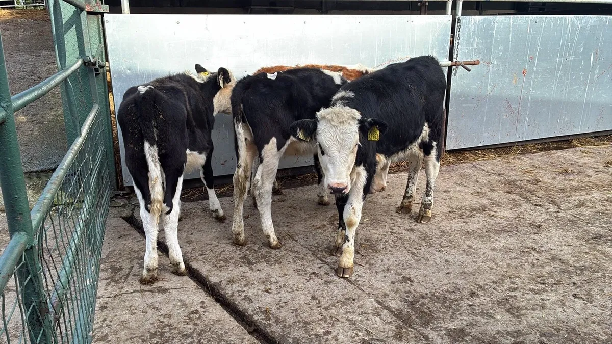 4 super Hereford weanling heifers - Image 2