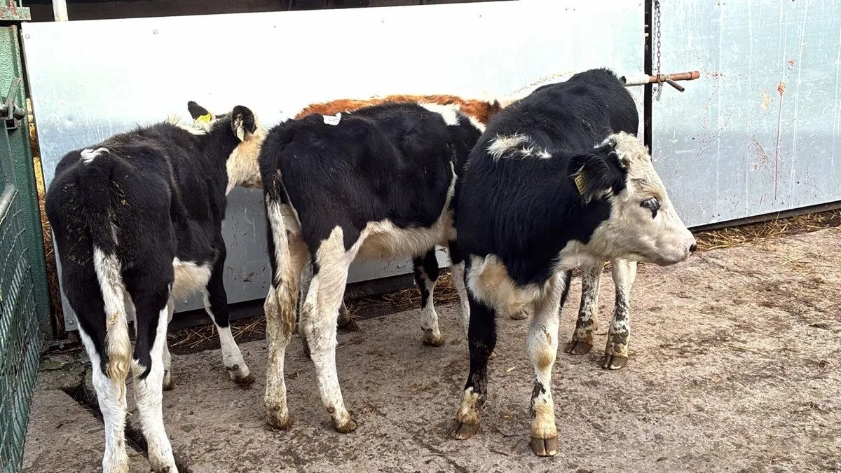 4 super Hereford weanling heifers - Image 3