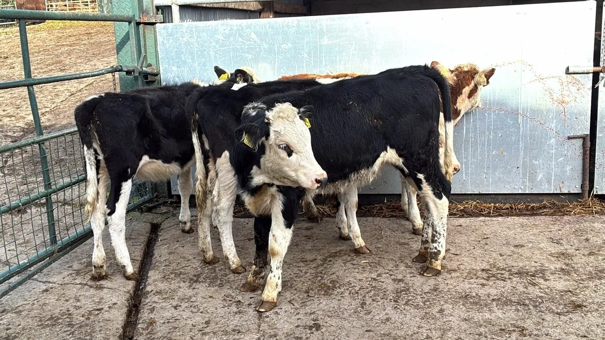 4 super Hereford weanling heifers - Image 4