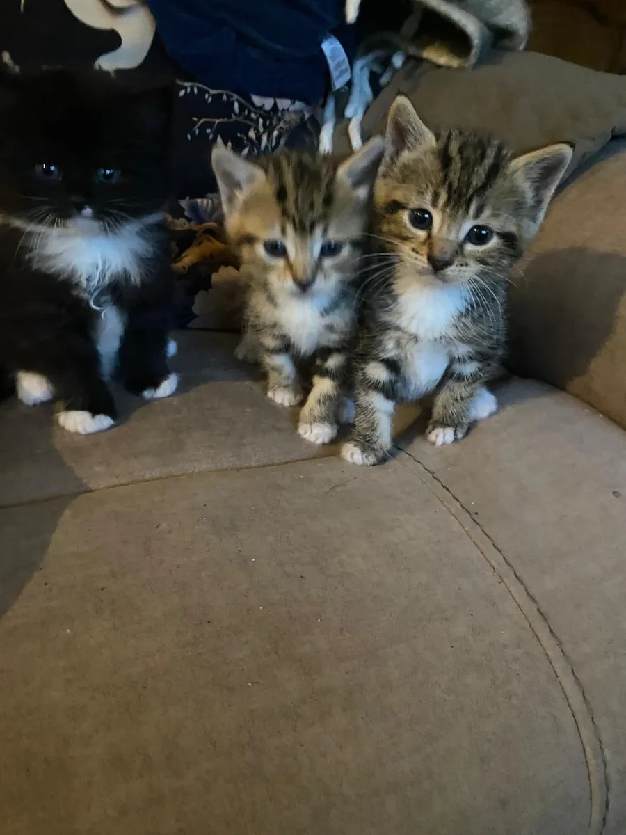 4 adoreable kittens 😸 - Image 2