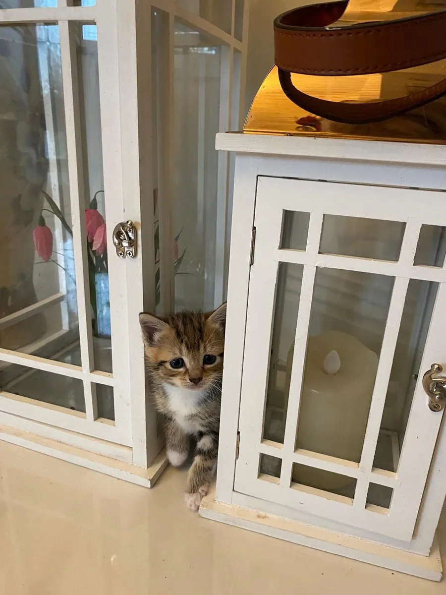 4 adoreable kittens 😸 - Image 3