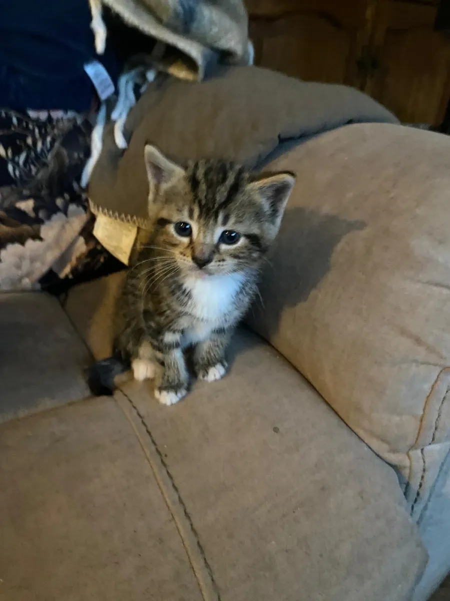 4 adoreable kittens 😸 - Image 4