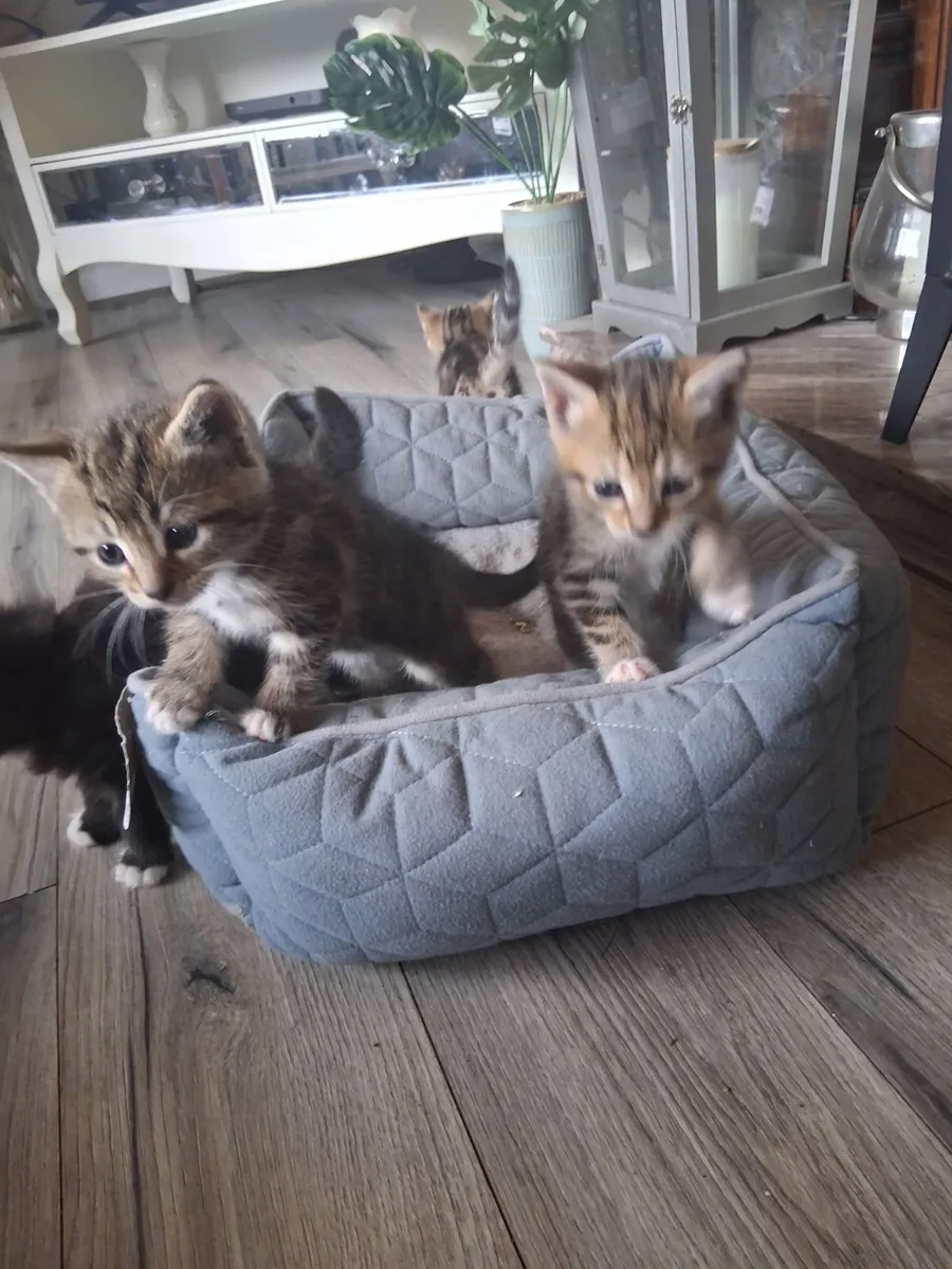 4 adoreable kittens 😸 - Image 1