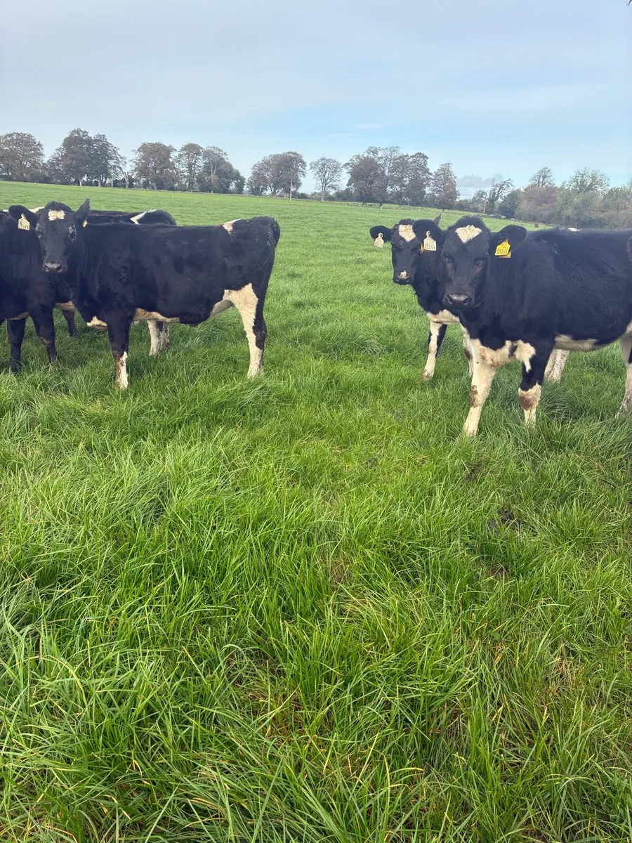 Yearling heifers - Image 1