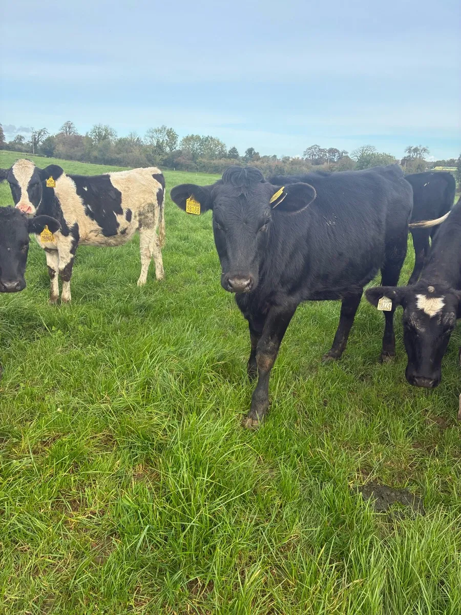 Yearling heifers - Image 2