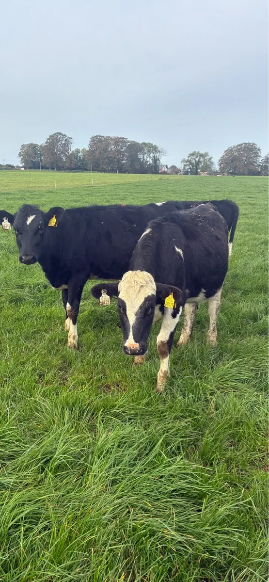 Yearling heifers - Image 3