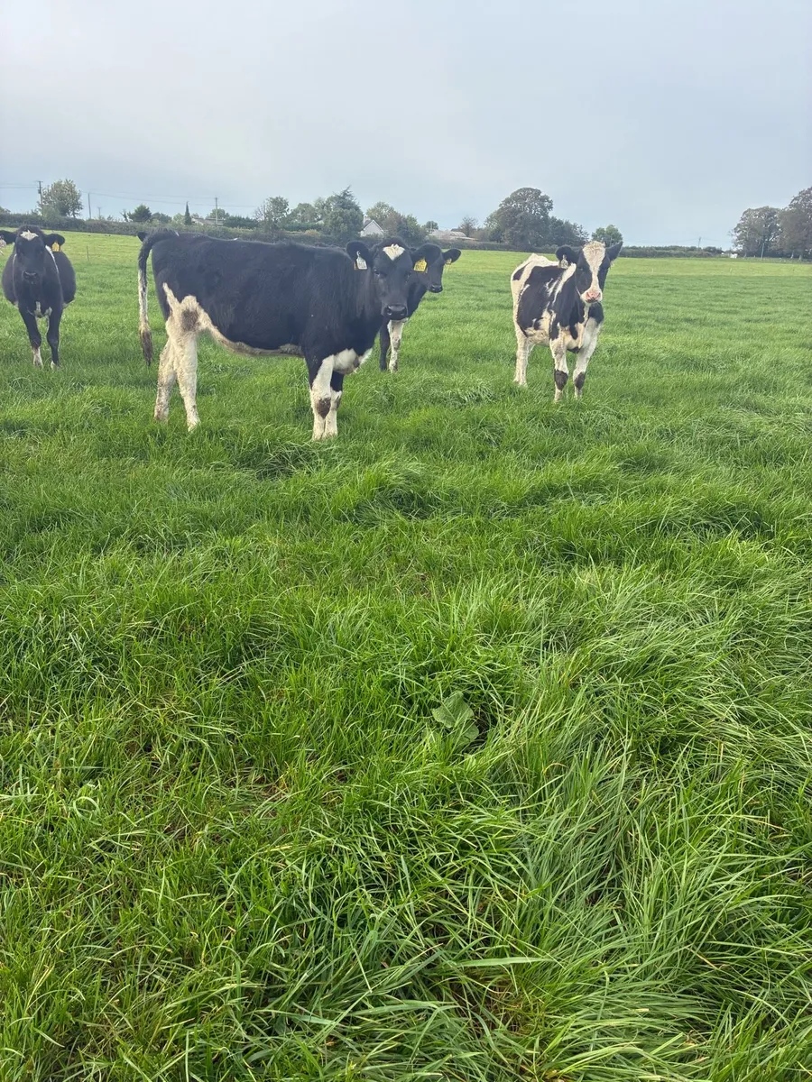 Yearling heifers - Image 4