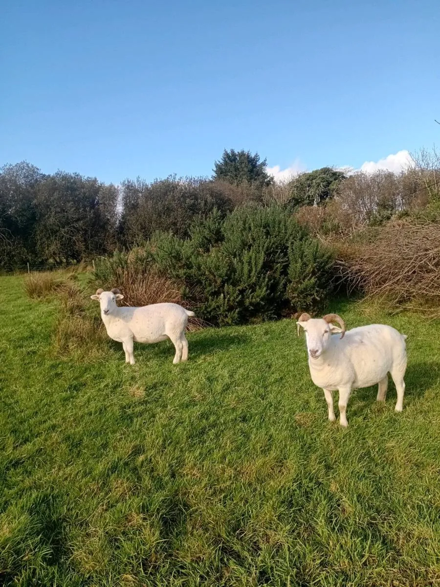 Wiltshire Horn Ewes & Ram Lambs - Image 3