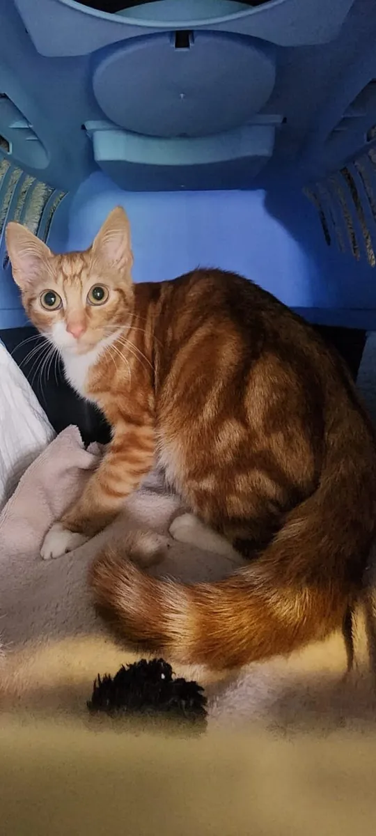 5 months old Blaze and Beans - Image 2