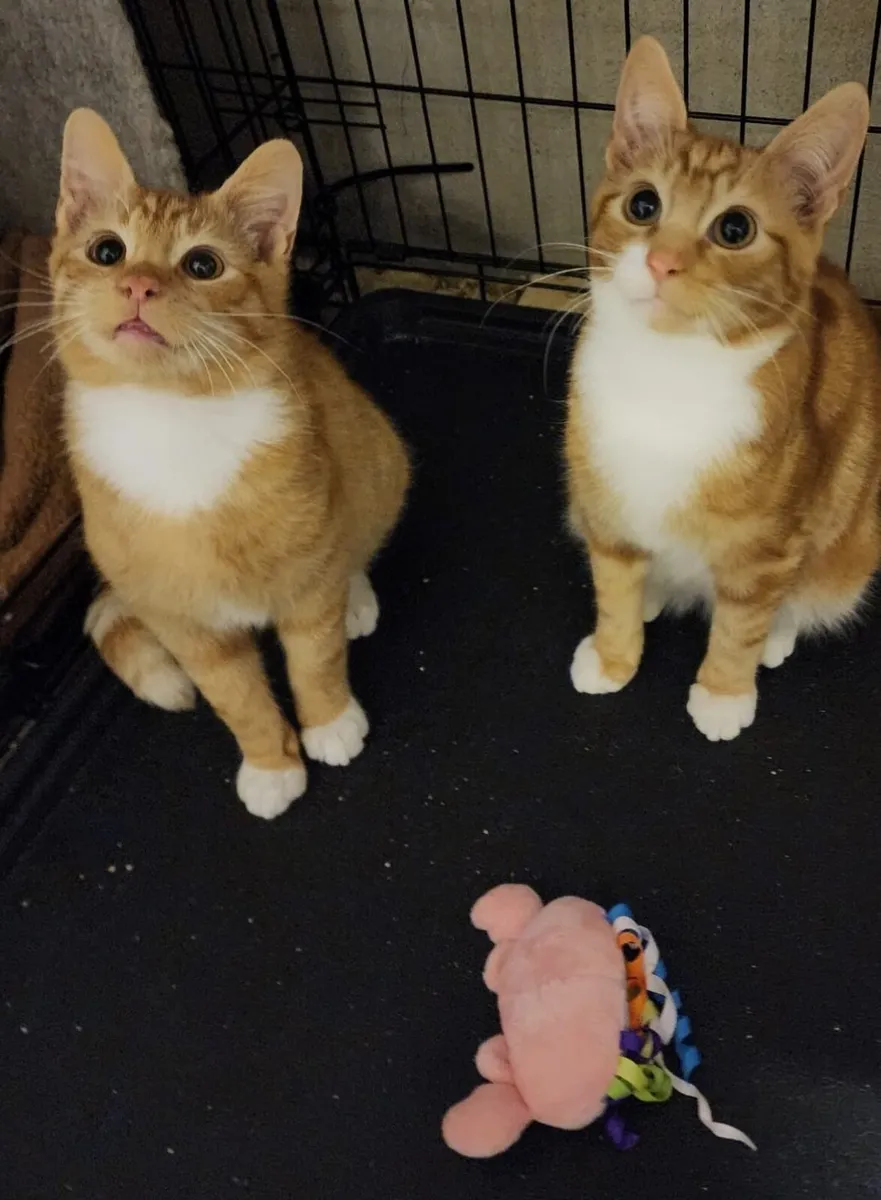 5 months old Blaze and Beans - Image 1