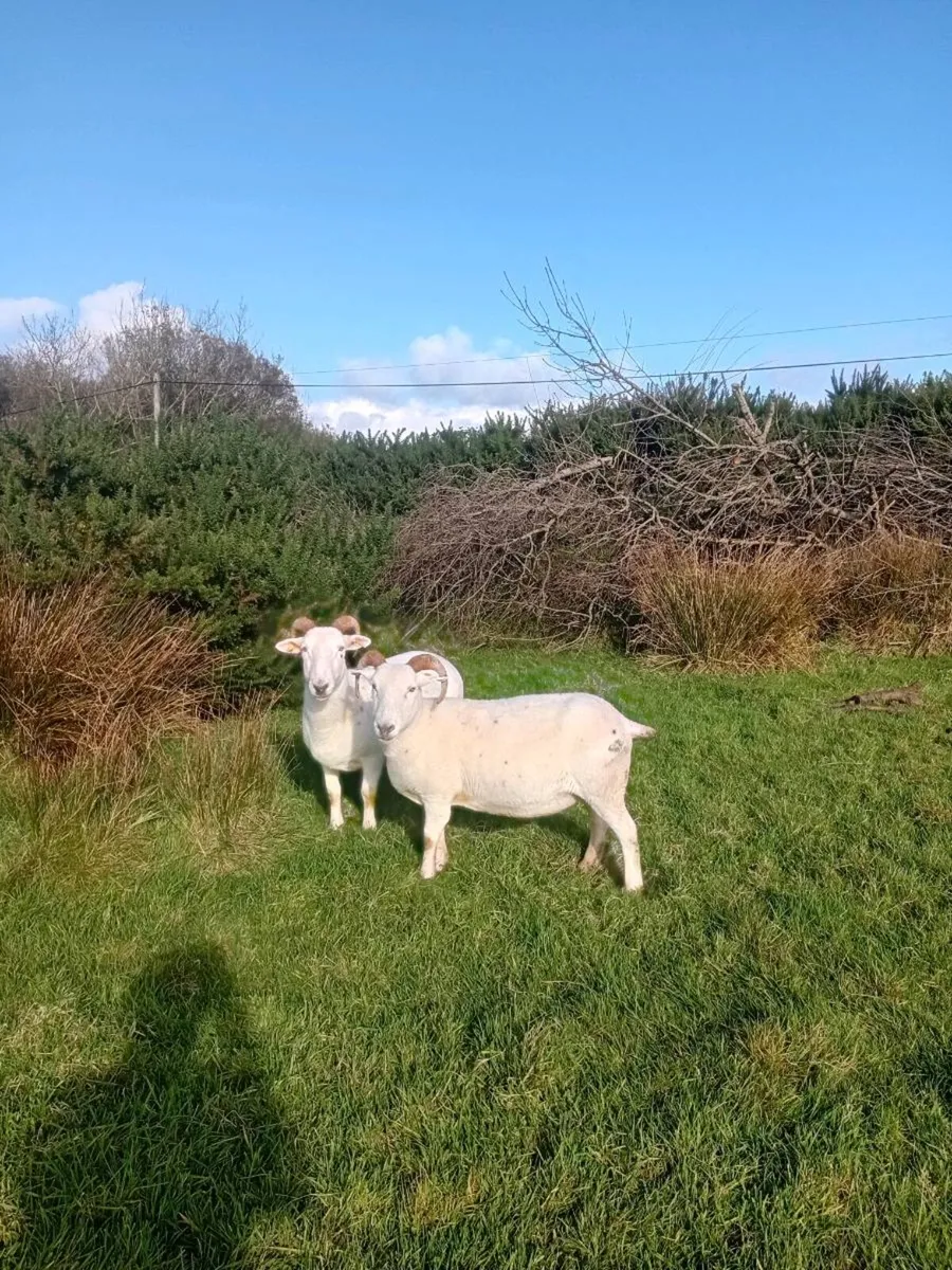 Wiltshire Horn Ewes & Ram Lambs - Image 1