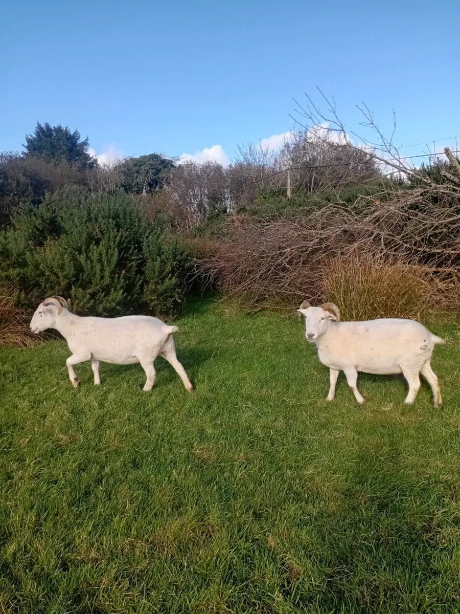 Wiltshire Horn Ewes & Ram Lambs - Image 2