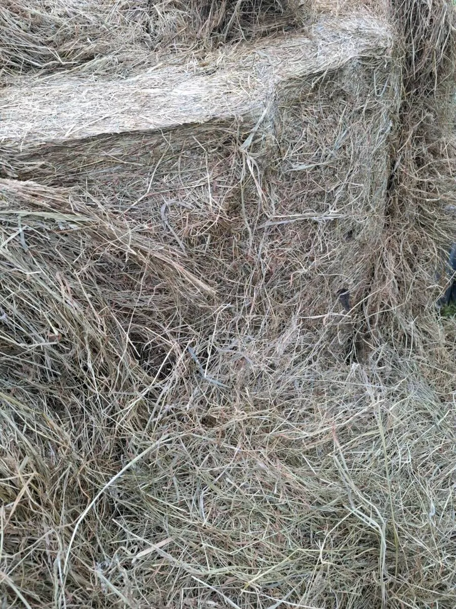 Horse haylage - Image 2