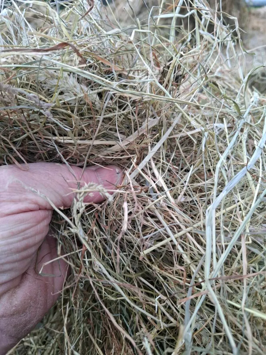 Horse haylage - Image 3
