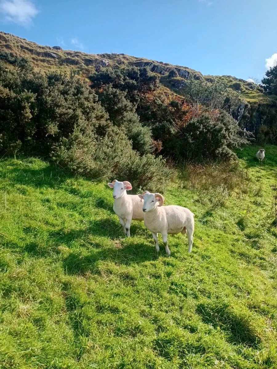 Wiltshire Horn Ewes & Ram Lambs - Image 4