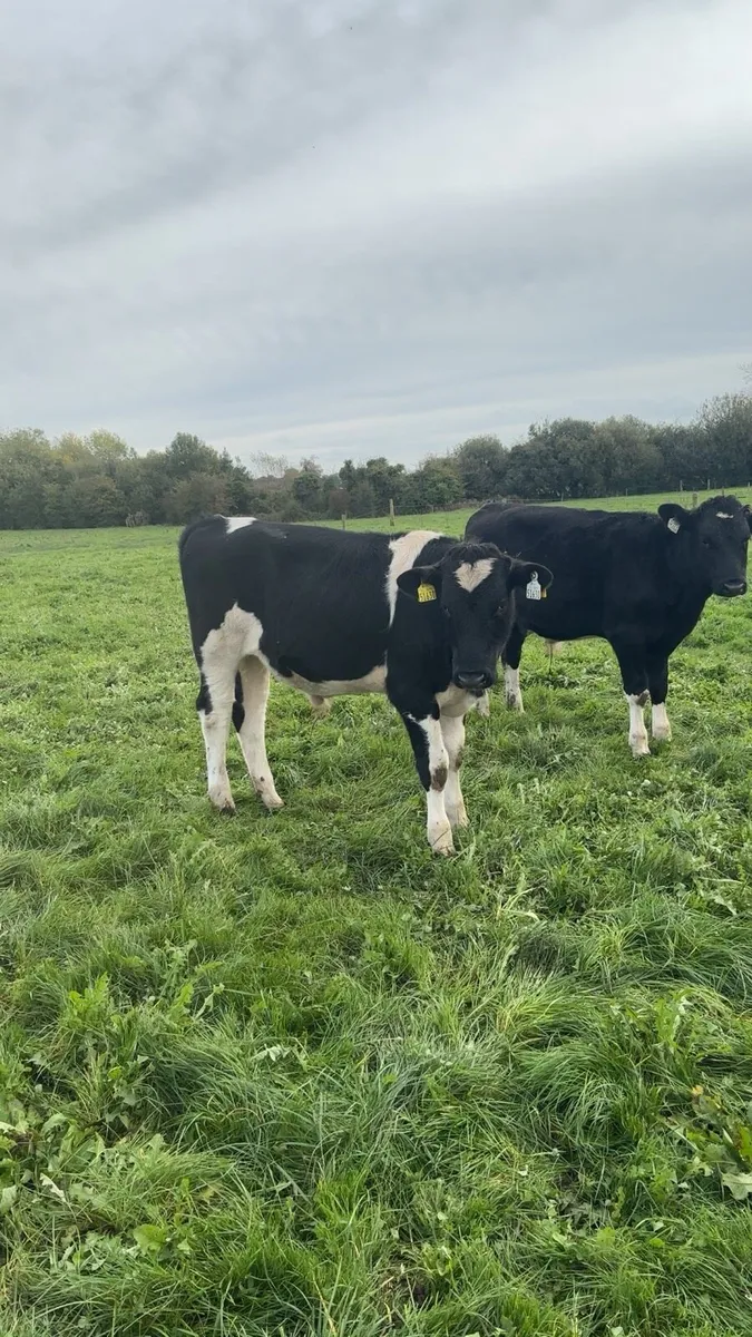 Friesan angus and simmental bullocks - Image 1