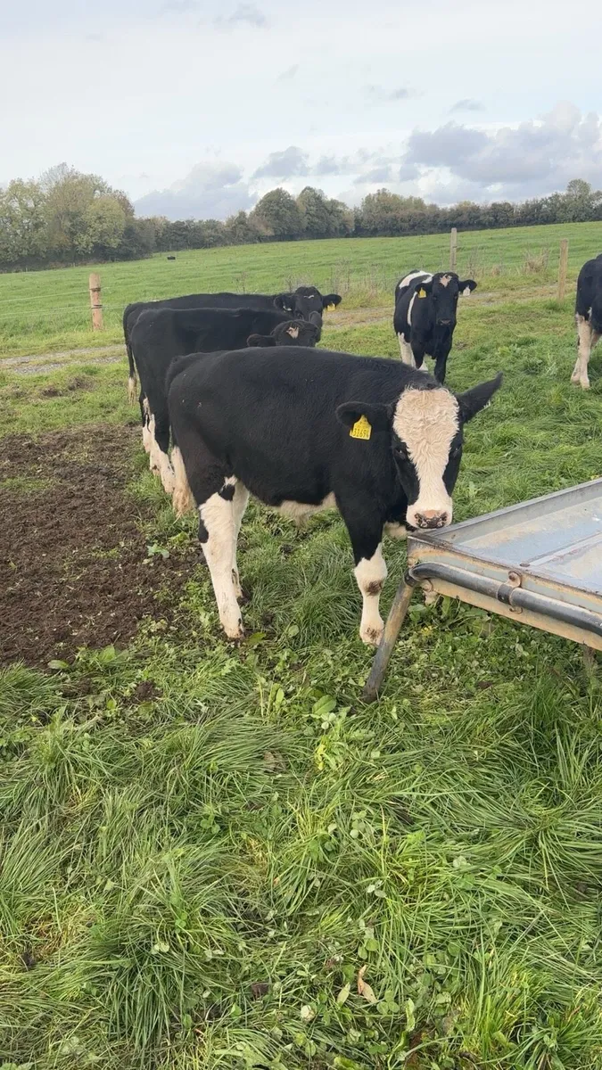 Friesan angus and simmental bullocks - Image 4