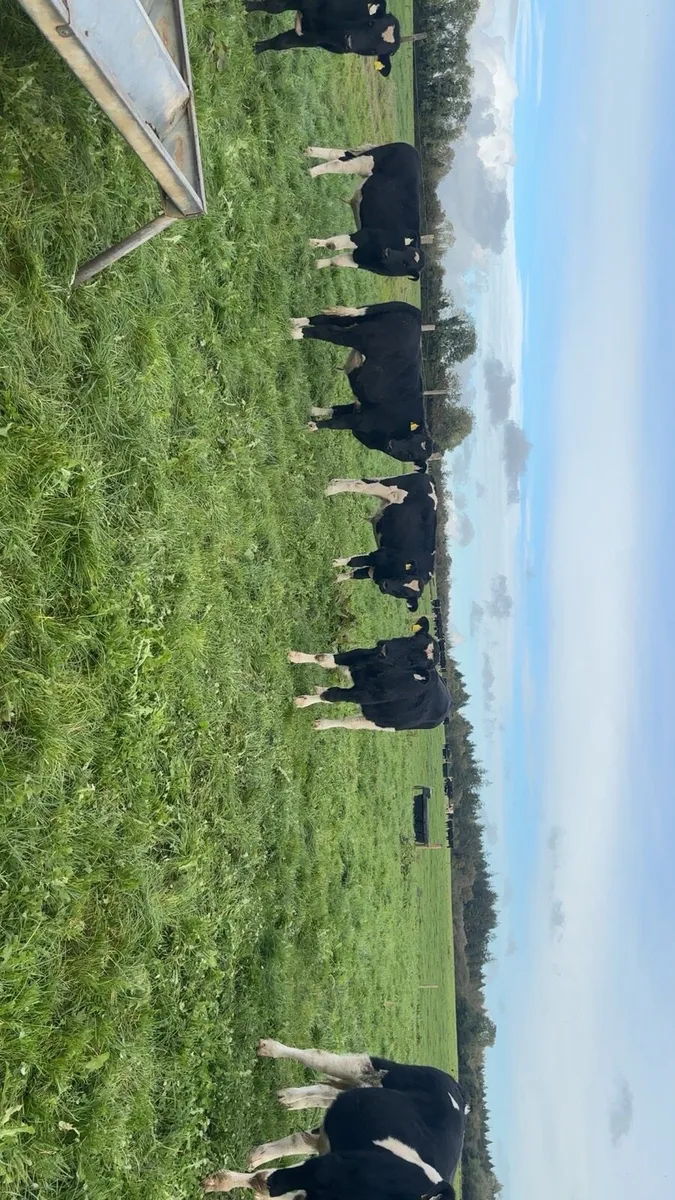 Friesan angus and simmental bullocks - Image 2