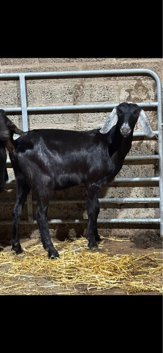 Nubian goats - Image 1