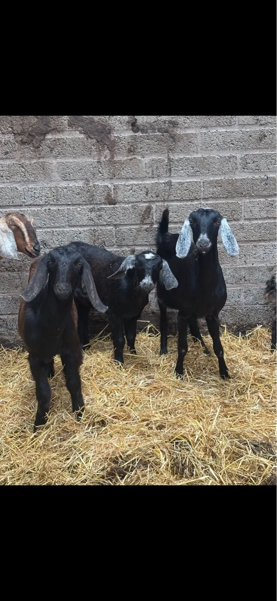 Nubian goats - Image 2