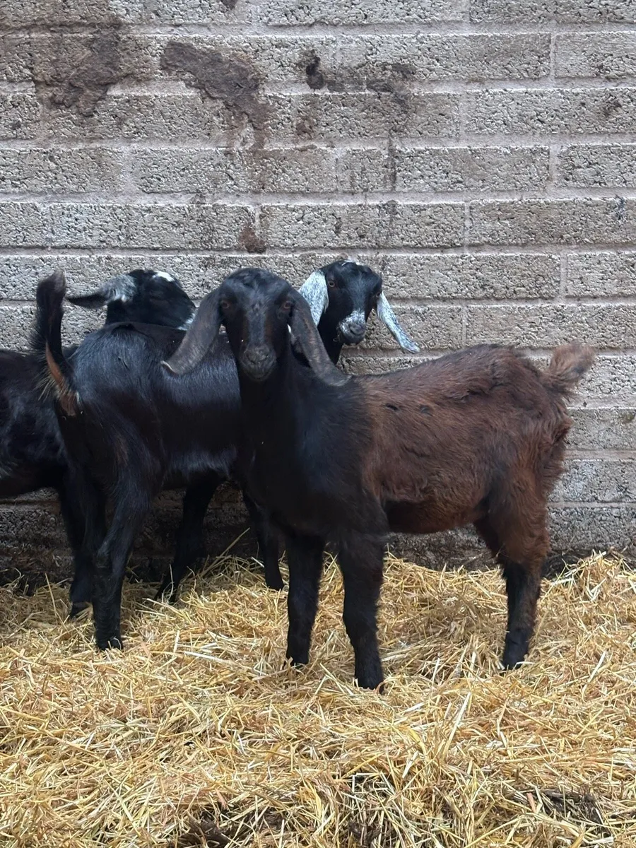 Nubian goats - Image 3