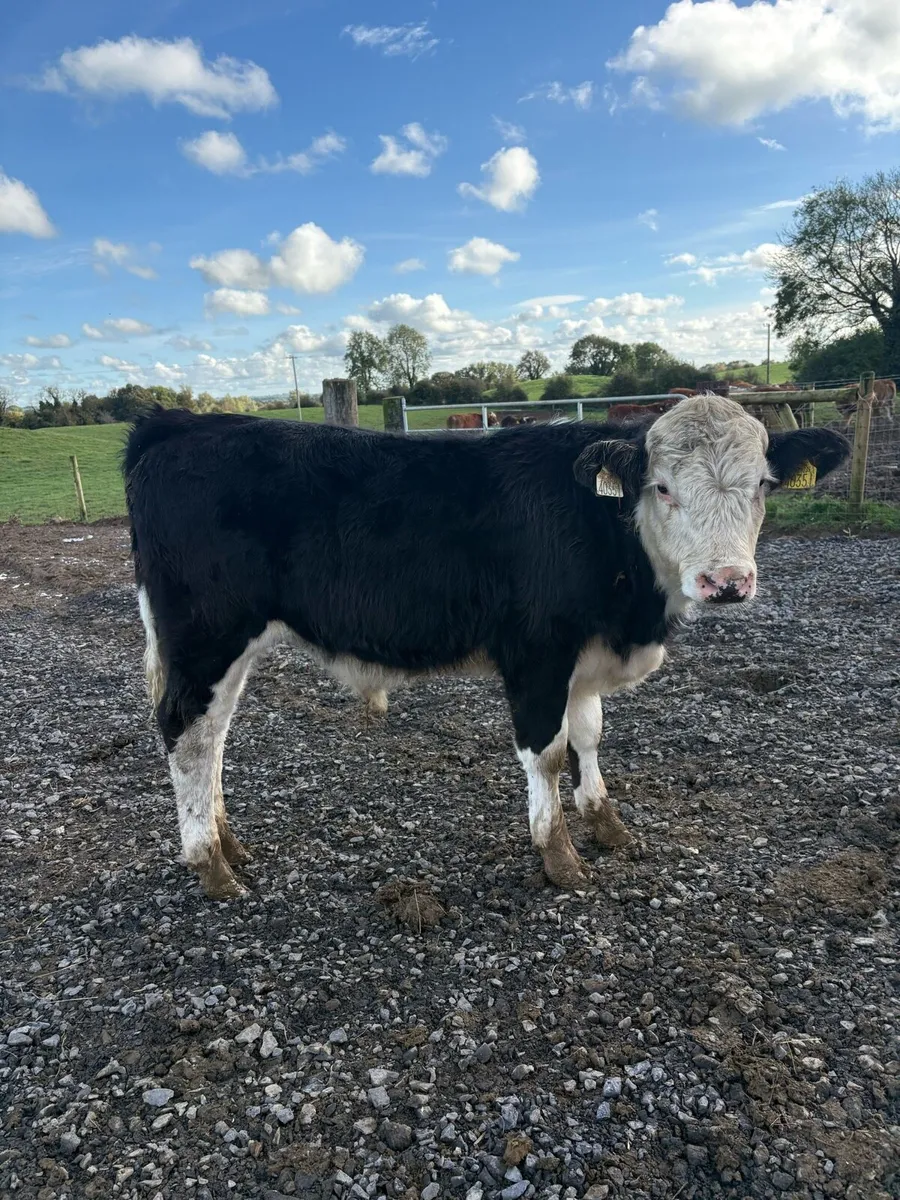30 super 280kg continental bull Weanlings - Image 2