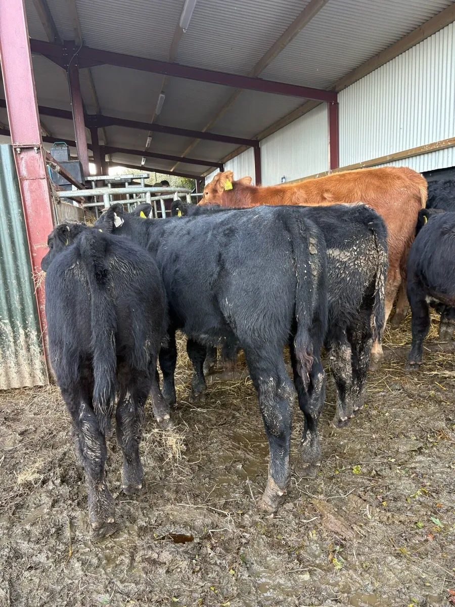 30 super 280kg continental bull Weanlings - Image 3
