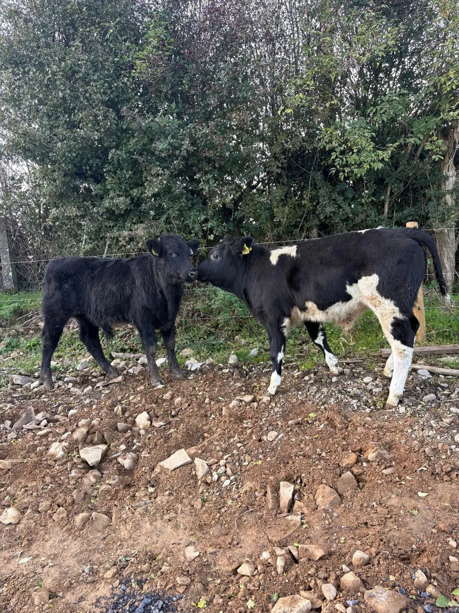 30 super 280kg continental bull Weanlings - Image 4