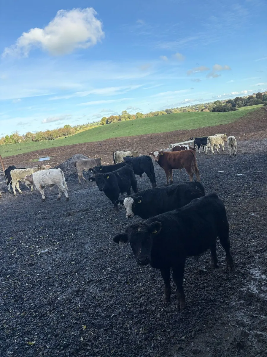 30 super 280kg continental bull Weanlings - Image 1