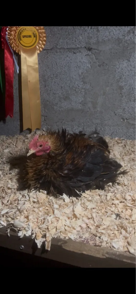 True bantam exhibition quality Pekin’s and more - Image 1