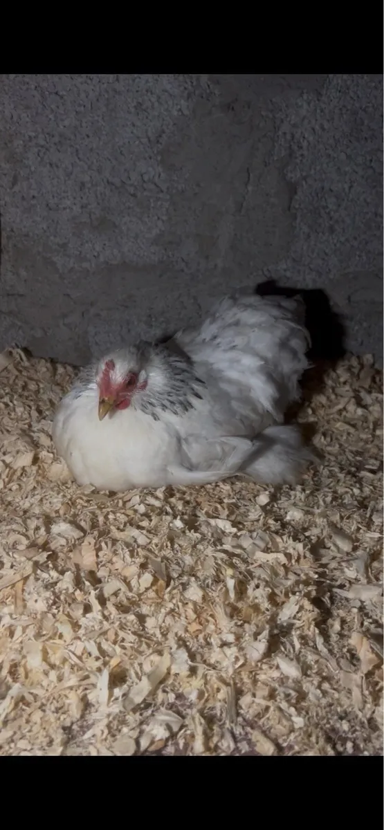 True bantam exhibition quality Pekin’s and more - Image 2