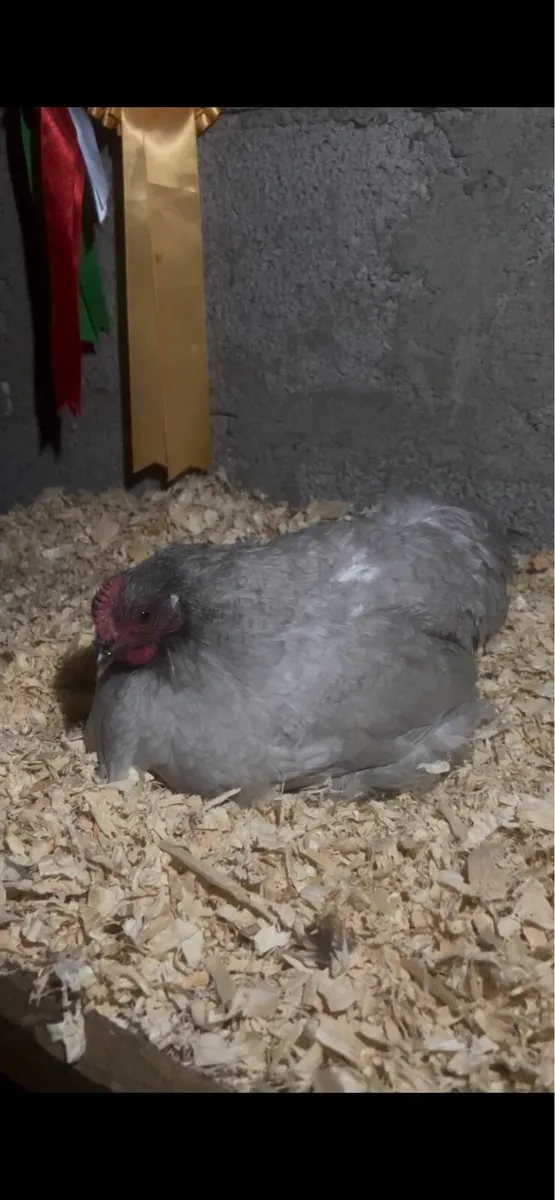 True bantam exhibition quality Pekin’s and more - Image 3