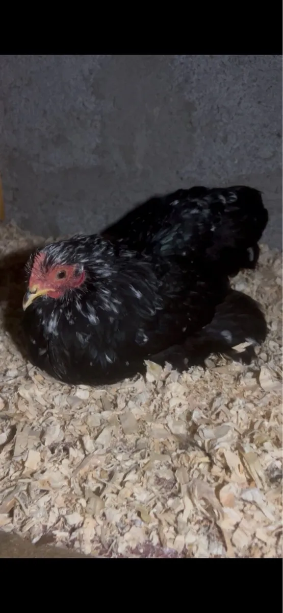 True bantam exhibition quality Pekin’s and more - Image 4