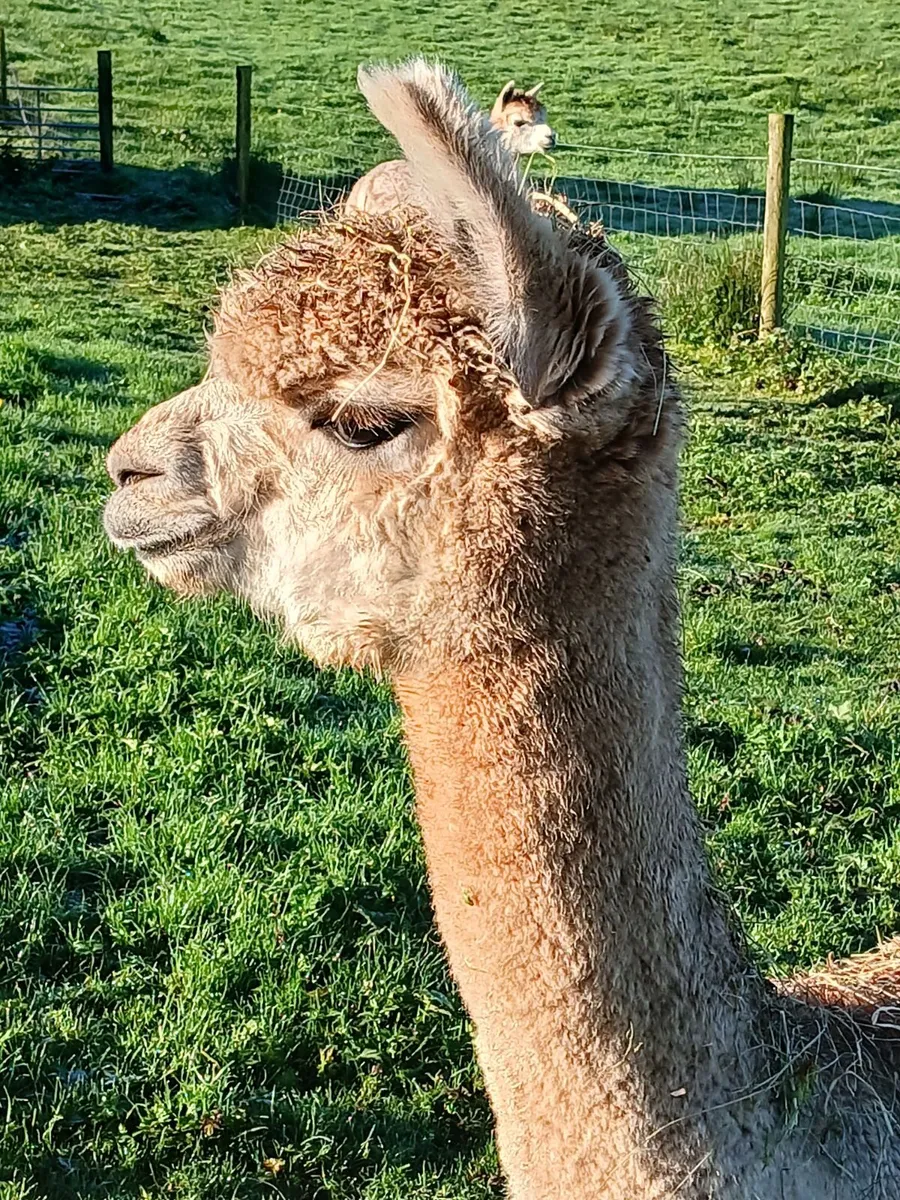 Alpacas - Image 1