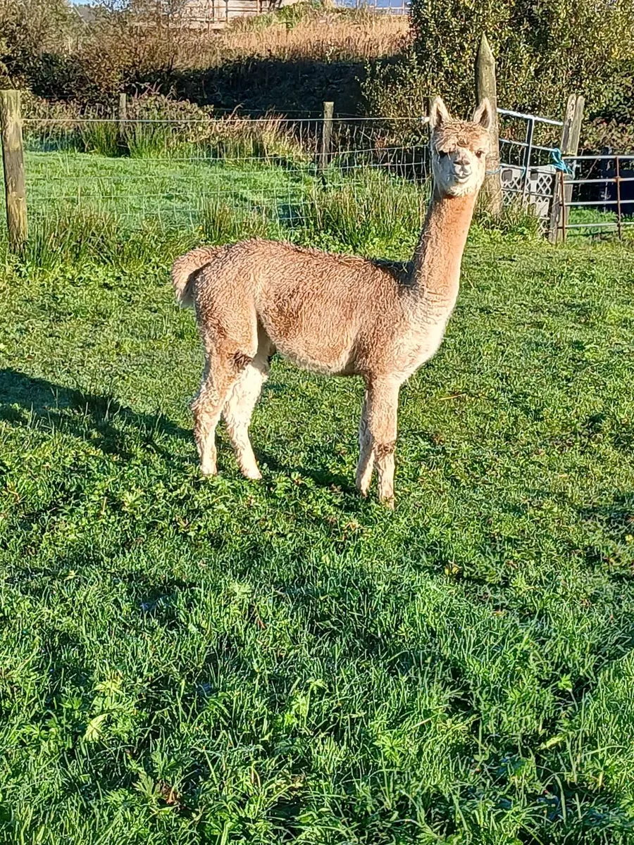 Alpacas - Image 2
