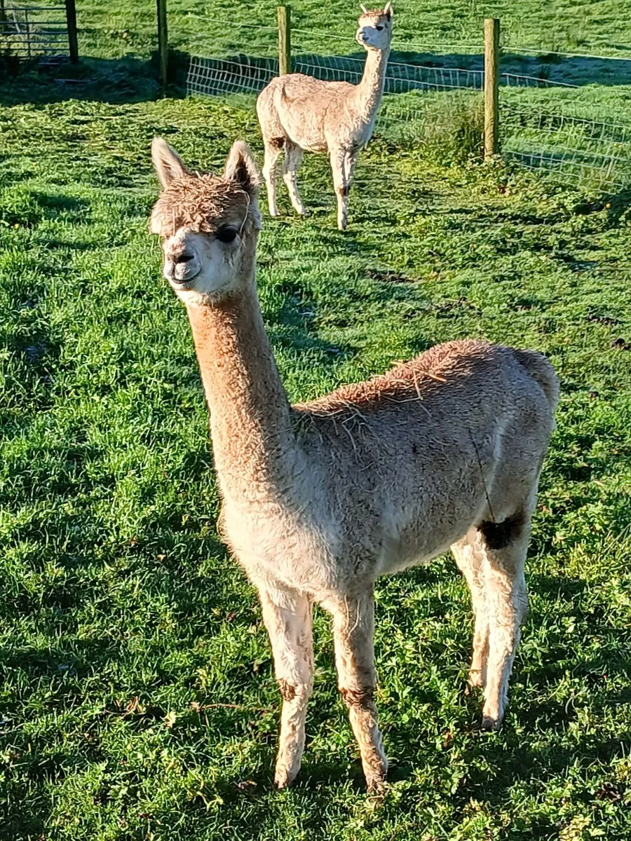 Alpacas - Image 3
