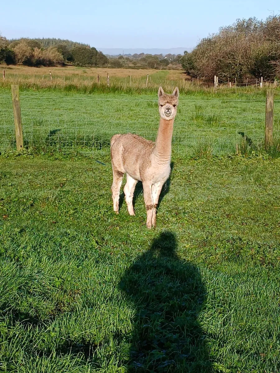 Alpacas - Image 4