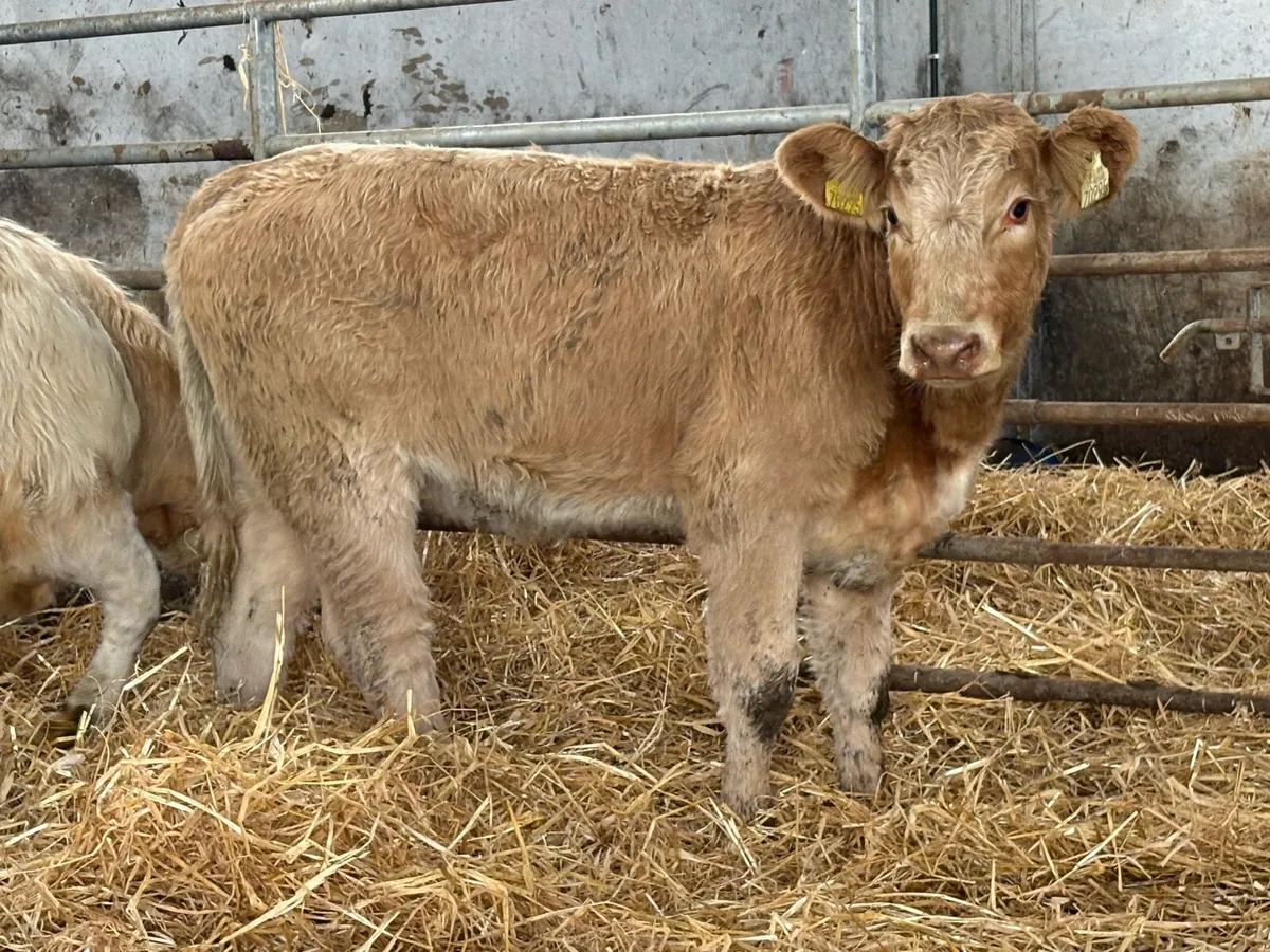 6 smashing charlois heifer weanlings - Image 3