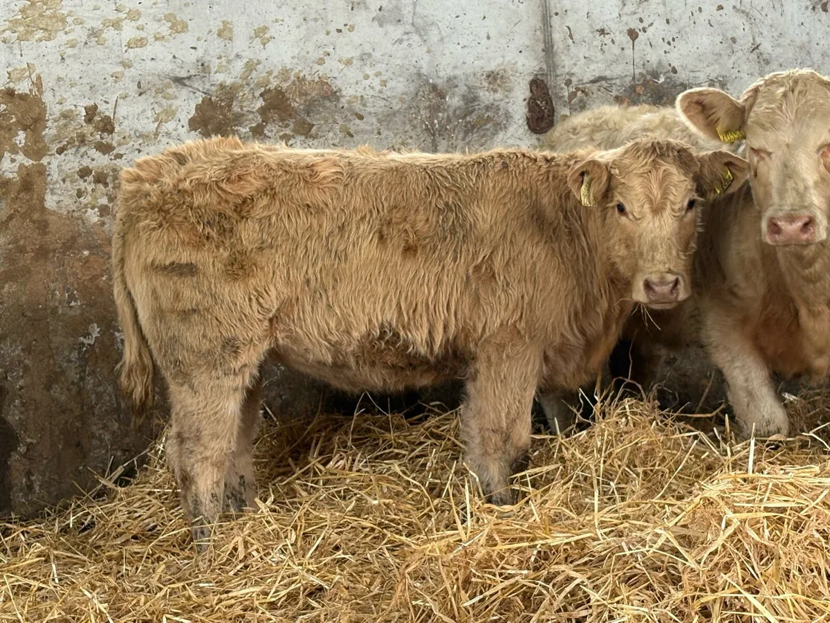 6 smashing charlois heifer weanlings - Image 4