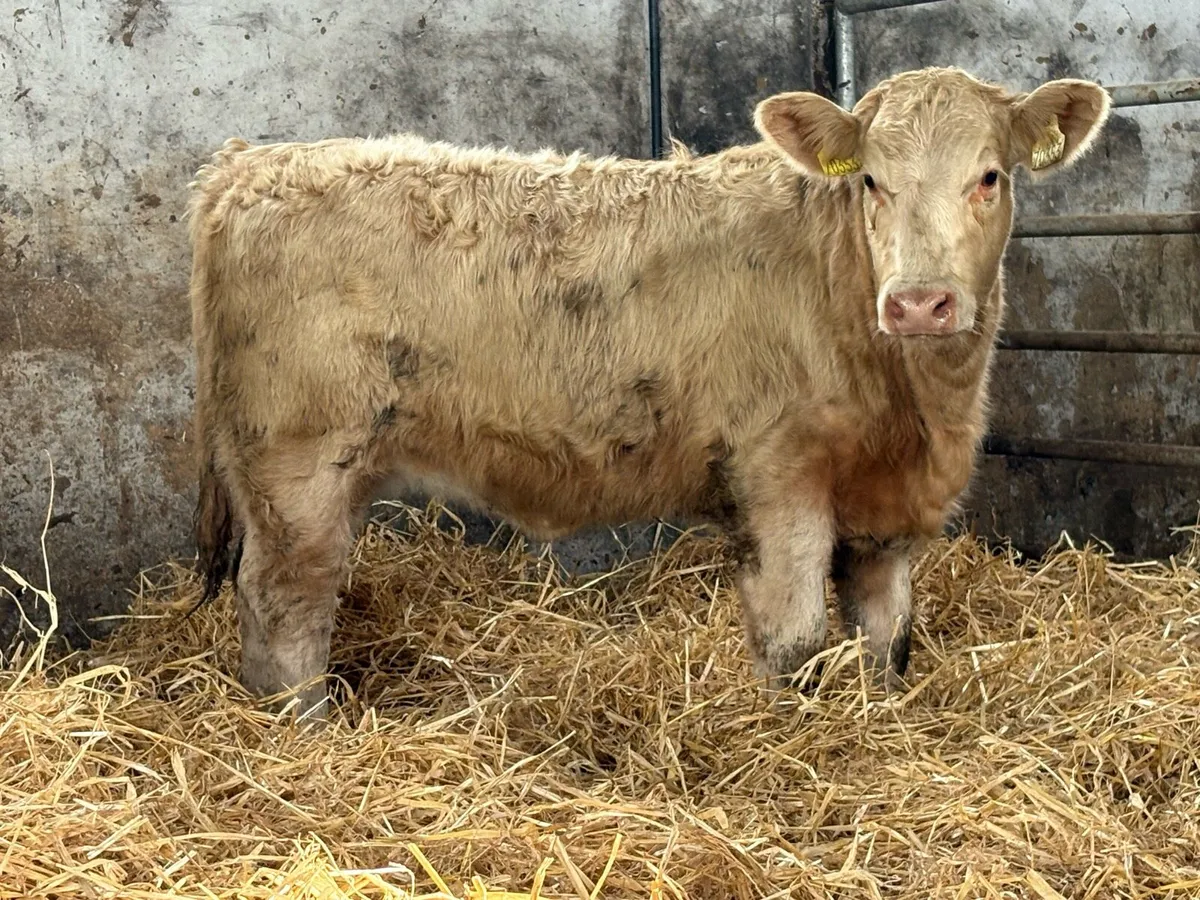 6 smashing charlois heifer weanlings - Image 1