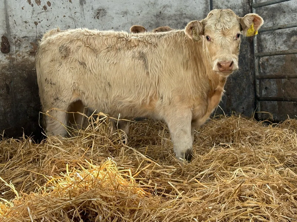 6 smashing charlois heifer weanlings - Image 2