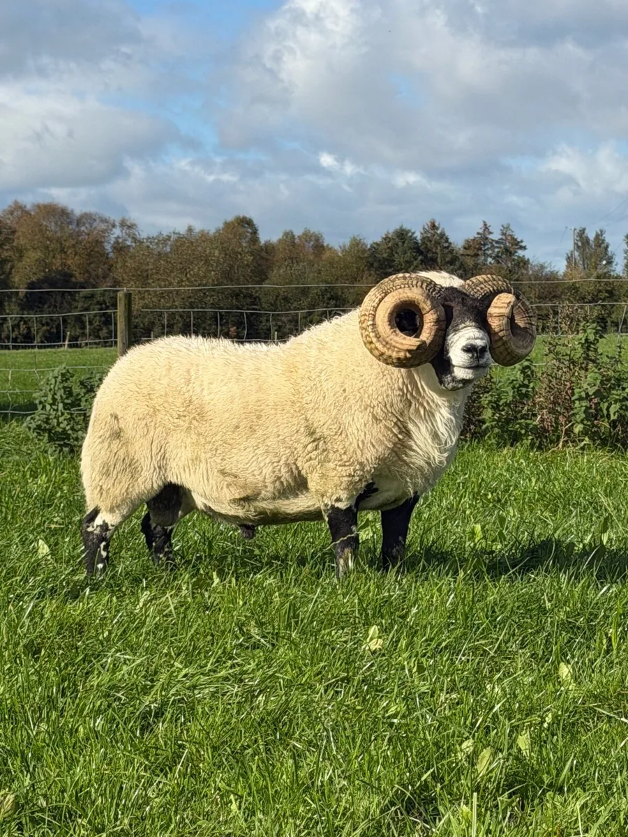 Lanark ram - Image 1