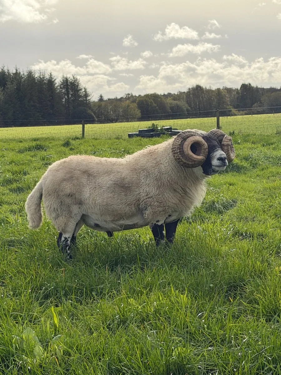 Lanark ram - Image 2