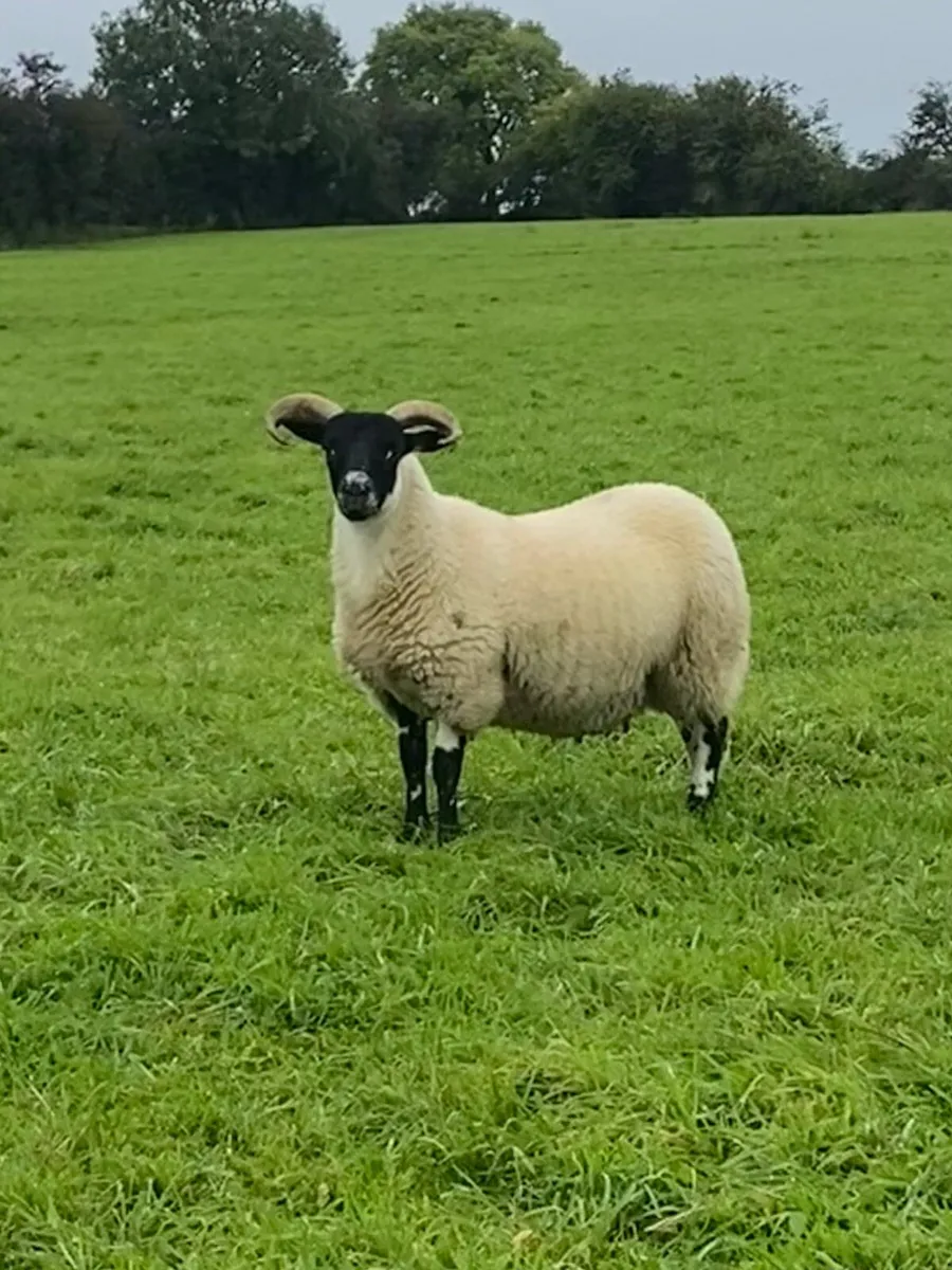 Lanark ram - Image 3