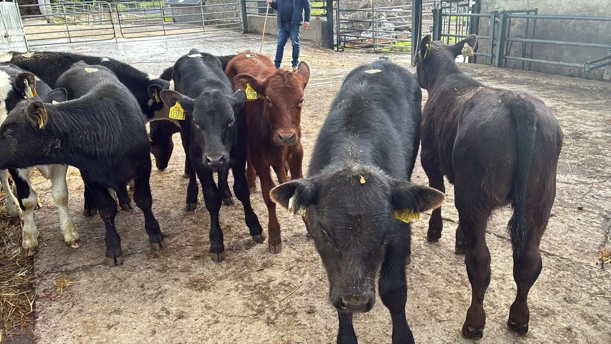 10 super Angus and Hereford bulls - Image 1